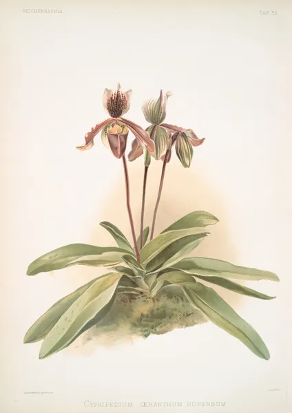 Cypripedium oenanthum superbum. av Frederick Sander