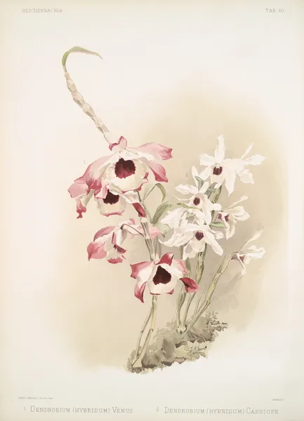 Dendrobium (hybridum) venus; Dendrobium (hybridum) cassiope. av Frederick Sander