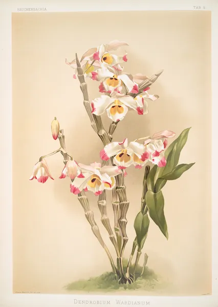 Dendrobium wardianum. av Frederick Sander