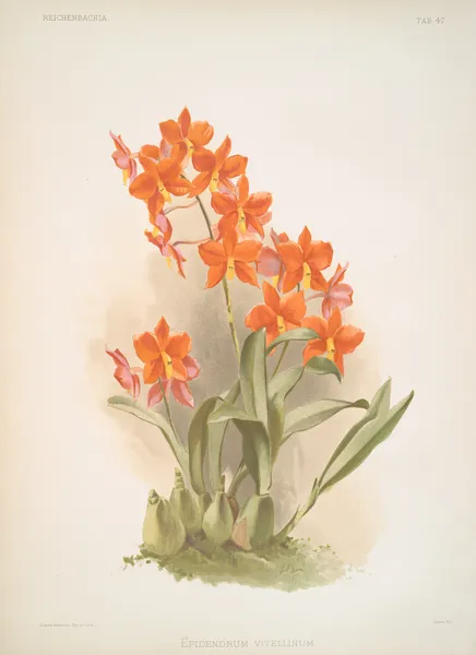 Epidendrum vitellinum. av Frederick Sander