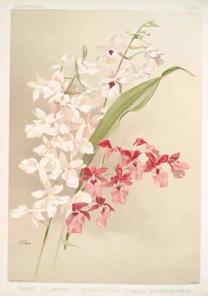 Hybrid calanthes (1) victoria regina (2) bella (3) burfordiense. av Frederick Sander