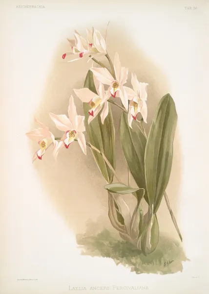 Laelia anceps Percivaliana. av Frederick Sander
