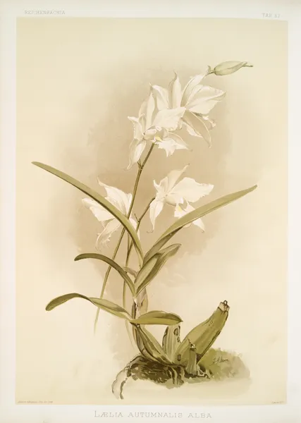 Lælia autumnalis alba. av Frederick Sander