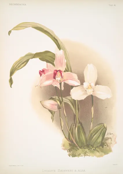 Lycaste skinneri & alba. av Frederick Sander