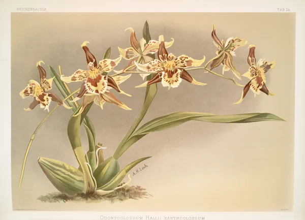 Odontoglossum Hallii xanthoglossum. av Frederick Sander