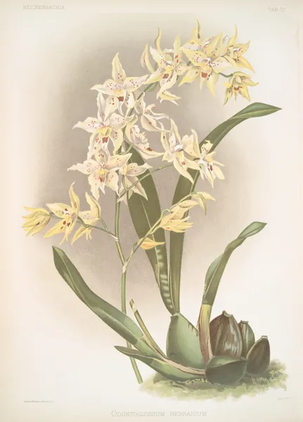 Odontoglossum hebraicum. av Frederick Sander