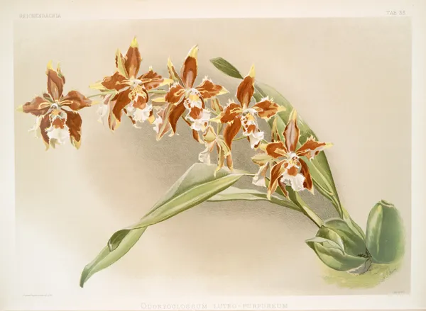 Odontoglossum luteo-purpureum. av Frederick Sander