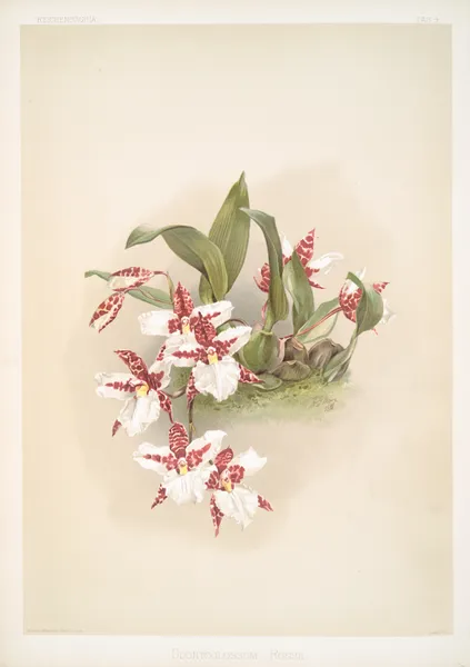 Odontoglossum rossii. av Frederick Sander