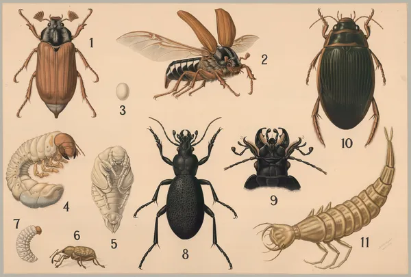 Beetles av Friedrich Specht