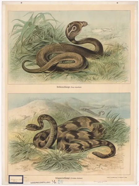 Brillenschlange. (Naja tripudians). Klapperschlange (Crotalus durissus) av Friedrich Specht