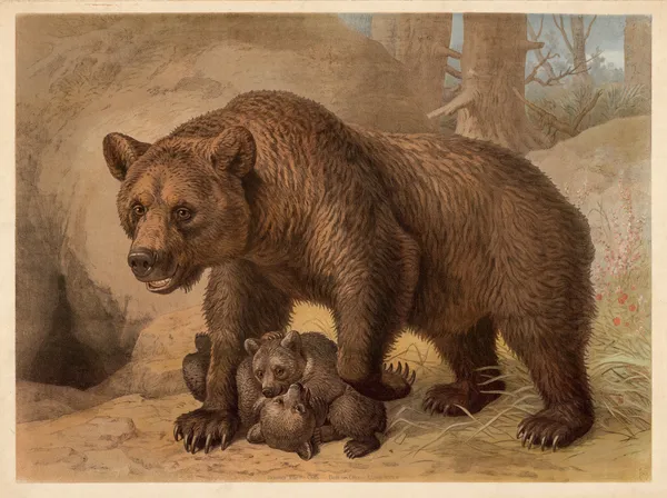 Brown bear av Friedrich Specht