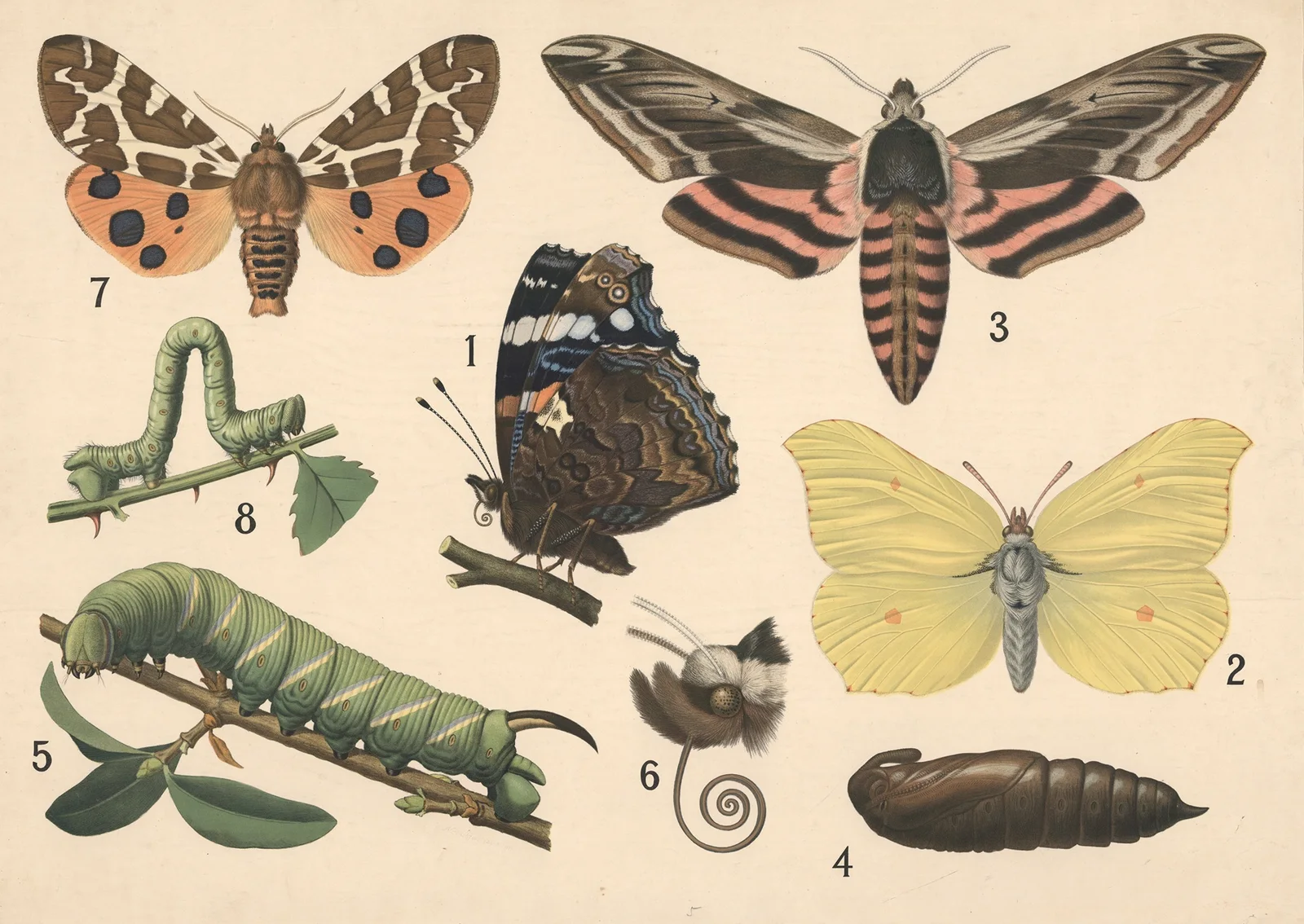 Butterflies av Friedrich Specht