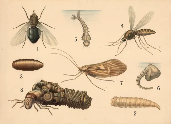 Diptera and spring flies av Friedrich Specht