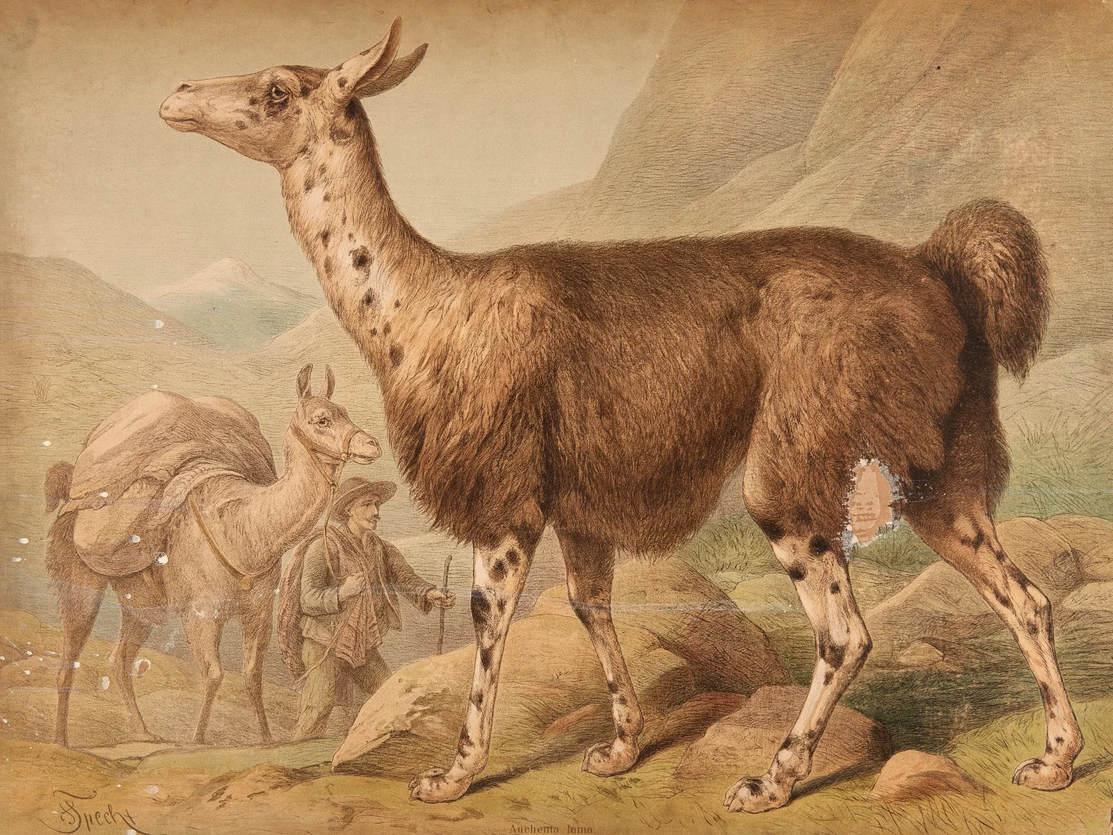 Llama (Auchenia Lama) av Friedrich Specht