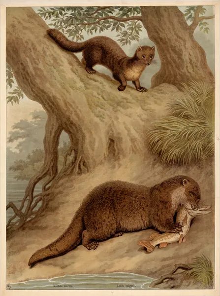 Mustela martes. Lutra vulgaris. av Friedrich Specht