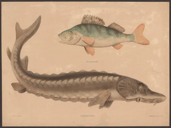 Perch (Perea fluviatilis), Sea sturgeon (Accipenser sturio) av Friedrich Specht
