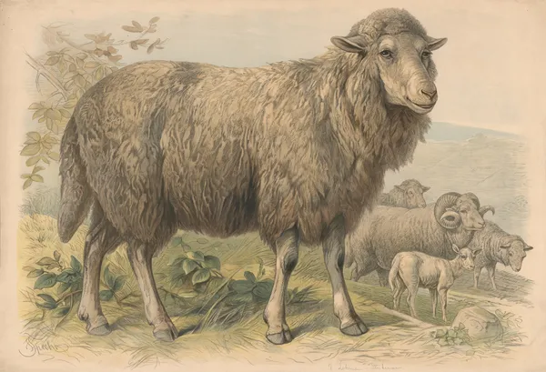 Sheep av Friedrich Specht