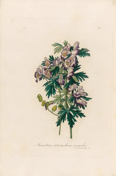 Aconitum intermedium versicolor av Gaetano Savi