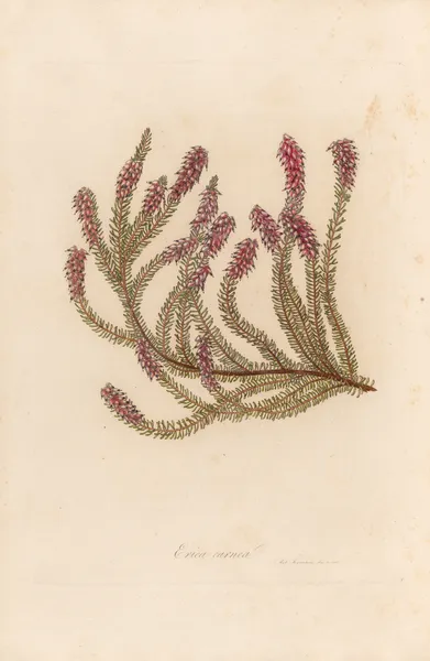 Erica carnea av Gaetano Savi