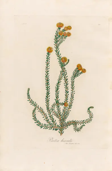 Protea hirsuta av Gaetano Savi