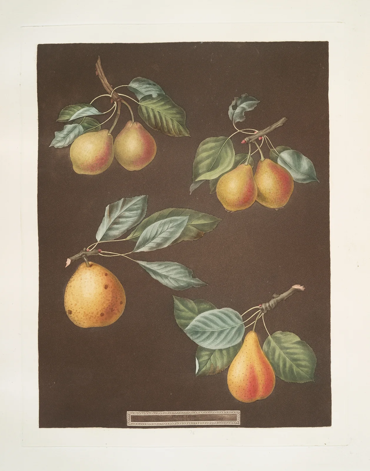 Apples (Pomme d’Apt, Courpendu Blanche, Royal Nonsuch, Margill and the Summer Nonsuch varities). av George Brookshaw
