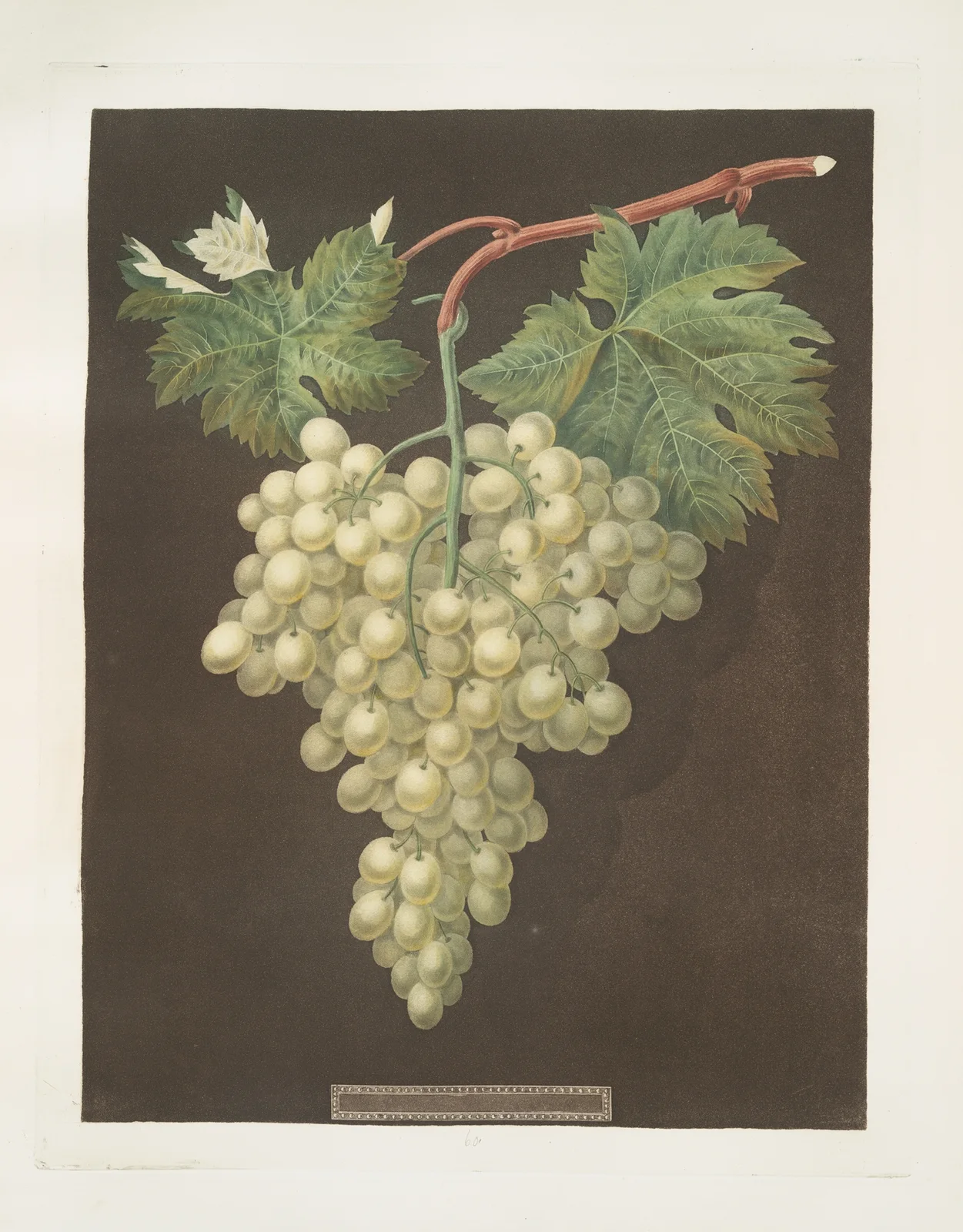Black Hamburgh grape. av George Brookshaw