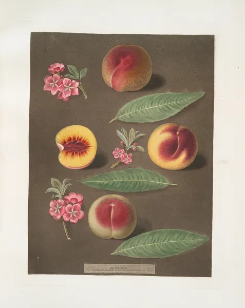 Marlborough, Rumbullion, and the Double mountain peaches. av George Brookshaw