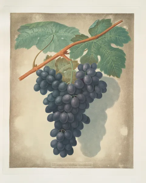 Morocco grape. av George Brookshaw
