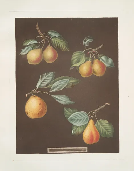Pears (Valley, Petit Russelet, Doyenne, or Saint Michael, and the Russselet de Rheims, or Gross Russelet varities). av George Brookshaw