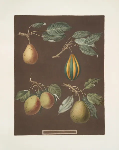 Pears (Virgoulle, Striped vert longue, Swan’s egg and the Pear d’Auch varities). av George Brookshaw