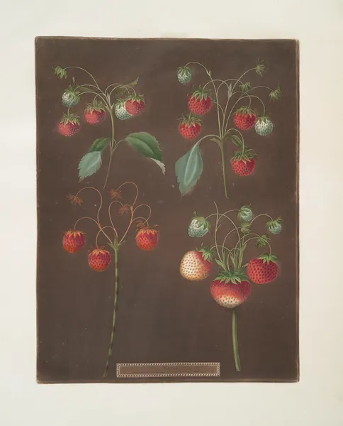 Strawberry varieties; Early scarlet -Late scarlet -Golden-drop – Pine. av George Brookshaw