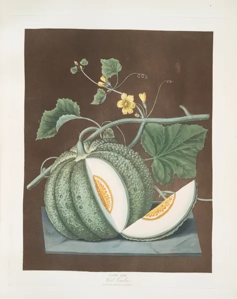 White candia (melon). av George Brookshaw