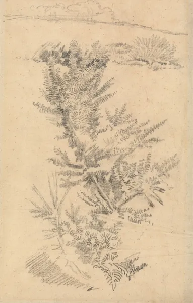 Study of Trees, etc., in a Meadow av George Richmond