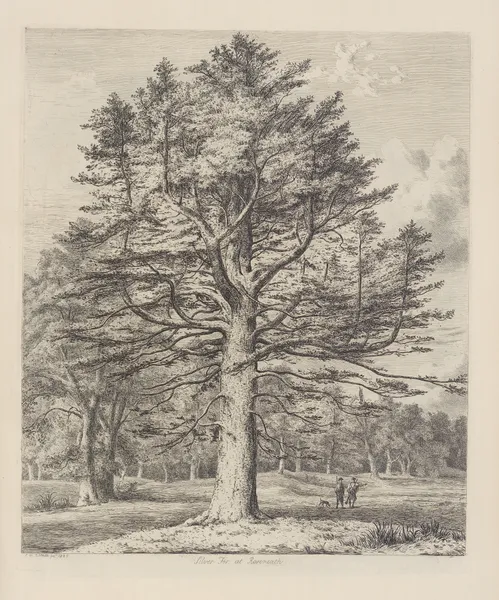 The Silver Fir at Roseneath av Jacob George Strutt
