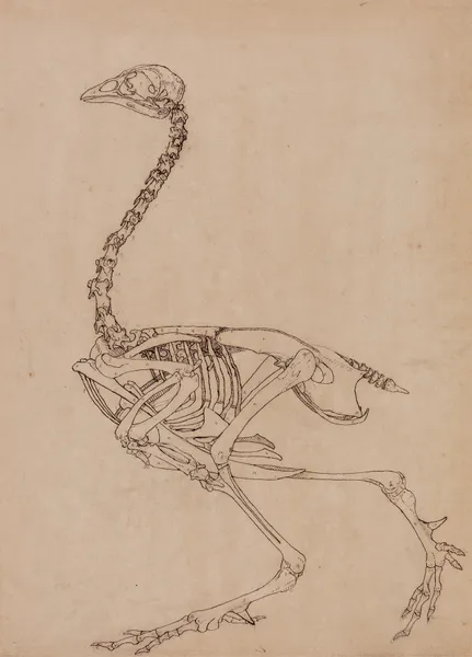 Fowl Skeleton, Lateral View (1795 to 1806) av George Stubbs