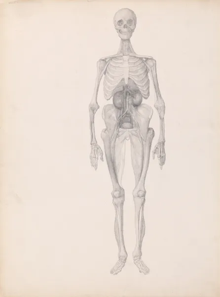 Human Figure, Anterior View (1795 to 1806) av George Stubbs