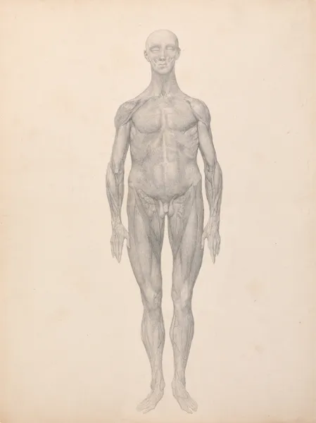 Human Figure, Anterior View, Skin and Underlying Fascial Layers Removed (1795 to 1806) av George Stubbs