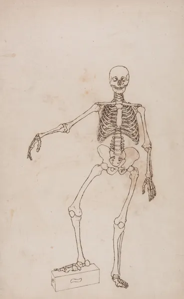 Human Skeleton, Anterior View (1795 to 1806) av George Stubbs