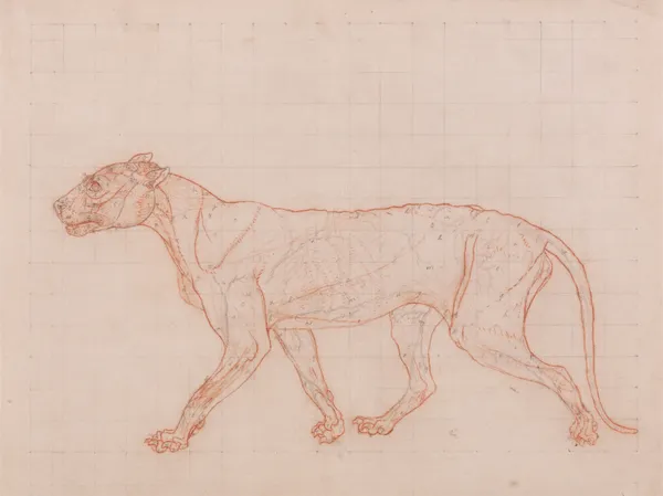 Tiger Body, Lateral View (1795 to 1806) av George Stubbs