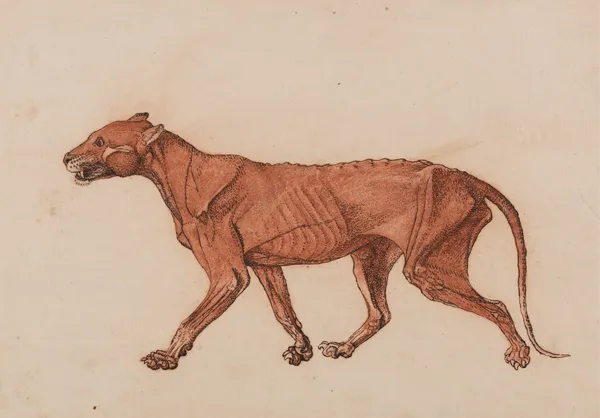 Tiger Body, Lateral View (1795 to 1806) av George Stubbs
