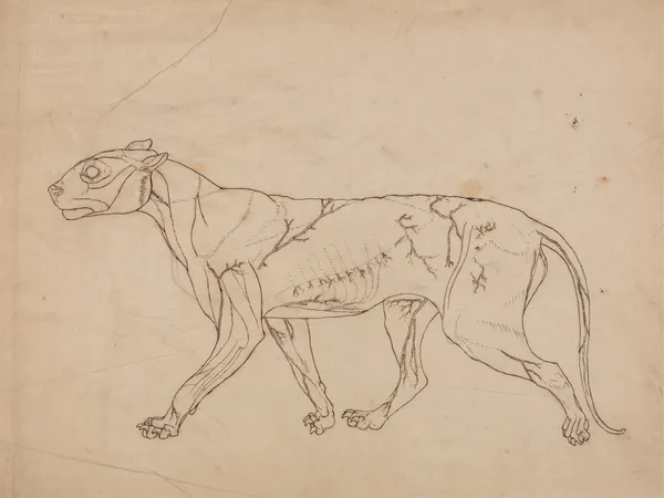 Tiger Body, Lateral View (1795 to 1806) av George Stubbs