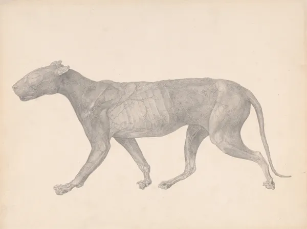 Tiger, Lateral View, with Skin and Tissue Removed av George Stubbs