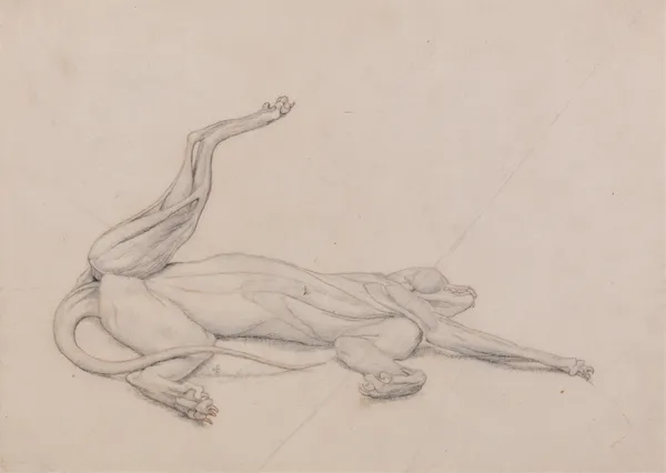 Tiger, Recumbent, Viewed Ventrally (1795 to 1806) av George Stubbs