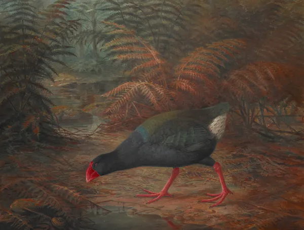 A moho takahe (Notornis mantelli) av John Gerrard Keulemans