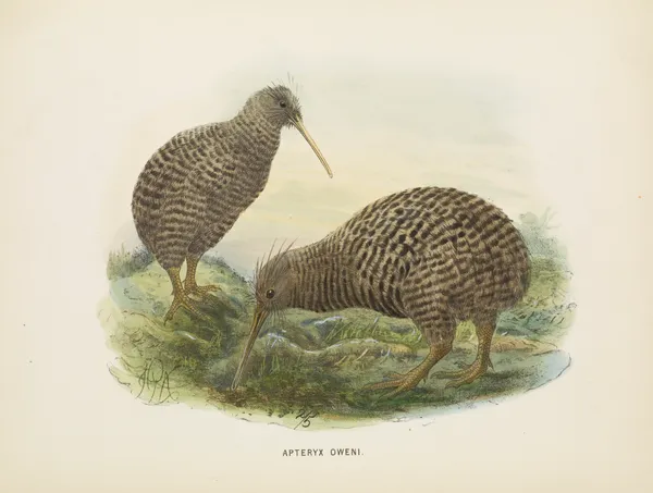 Apteryx oweni av John Gerrard Keulemans