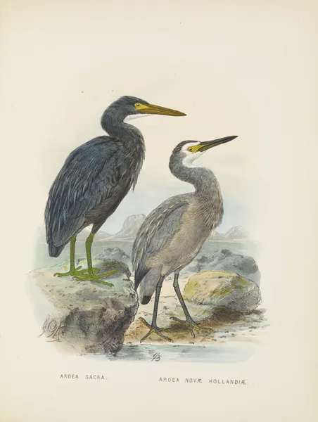 Ardea sacra and Ardea hollandiae av John Gerrard Keulemans