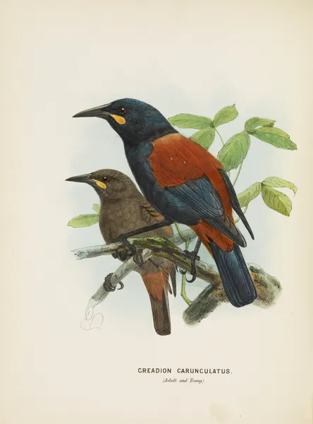 Creadion carnuculatus av John Gerrard Keulemans