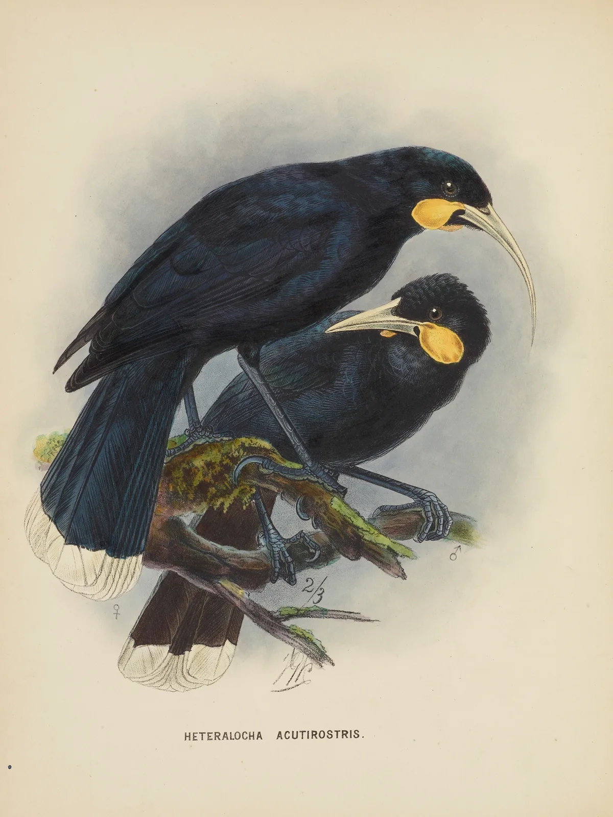 Heteralocha acutirostris av John Gerrard Keulemans