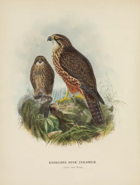 Hieracidea Novae Zealandiae (Adult and Young) av John Gerrard Keulemans