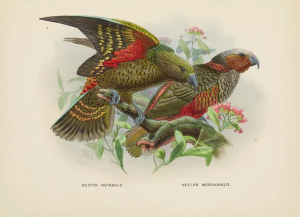 Nestor notabilis and Nestor meridionalis av John Gerrard Keulemans